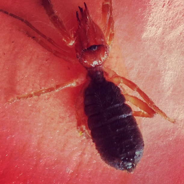 Camel spiders for the&nbsp;win!