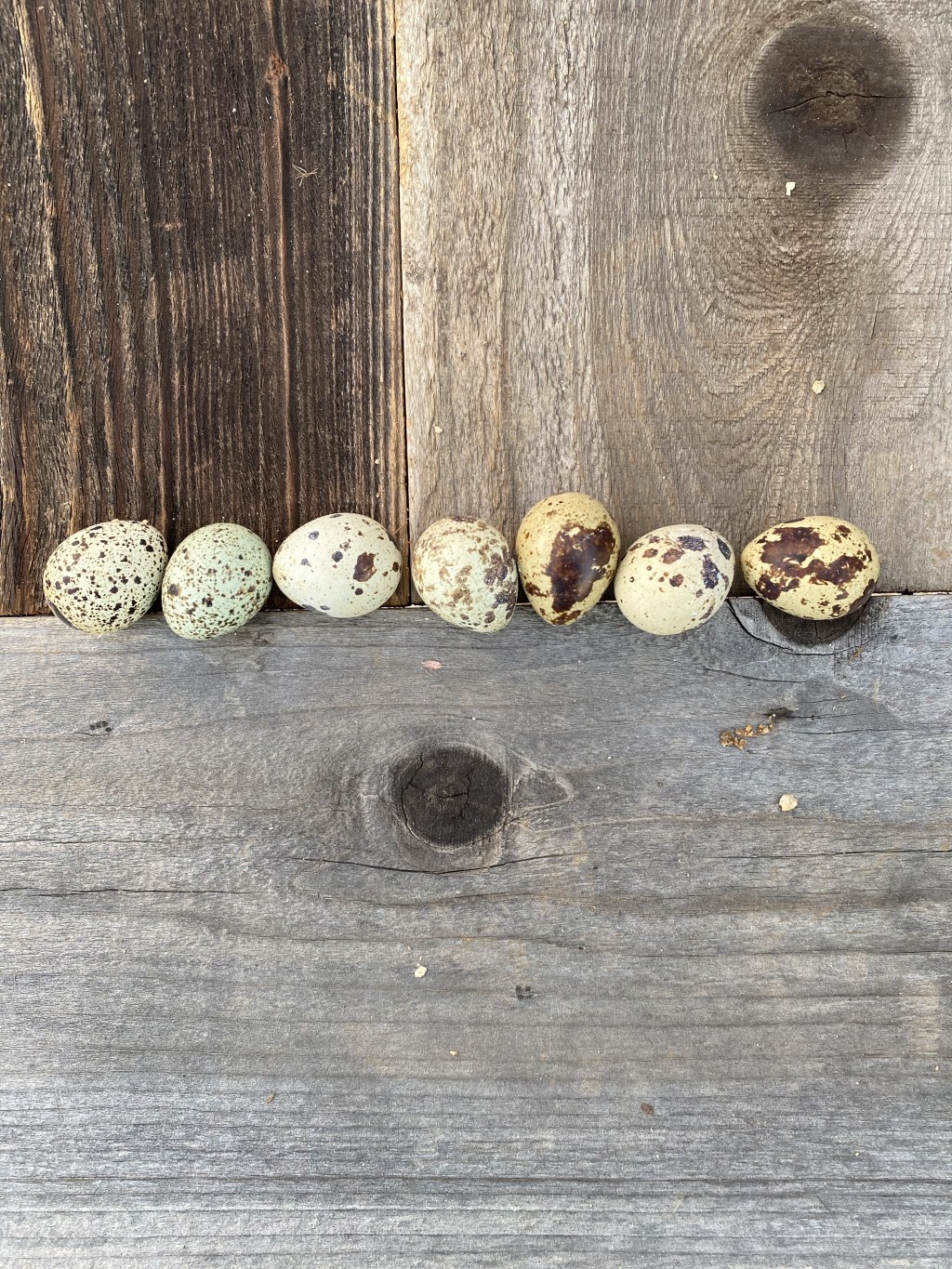 My Brief and Lovely Time as a Quail&nbsp;Farmer