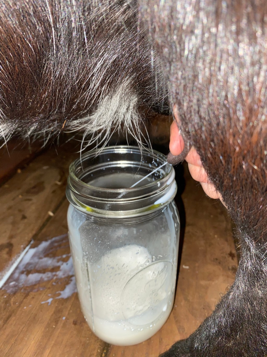 Process for Milking a Dwarf Nigerian Goat and Supplies&nbsp;List