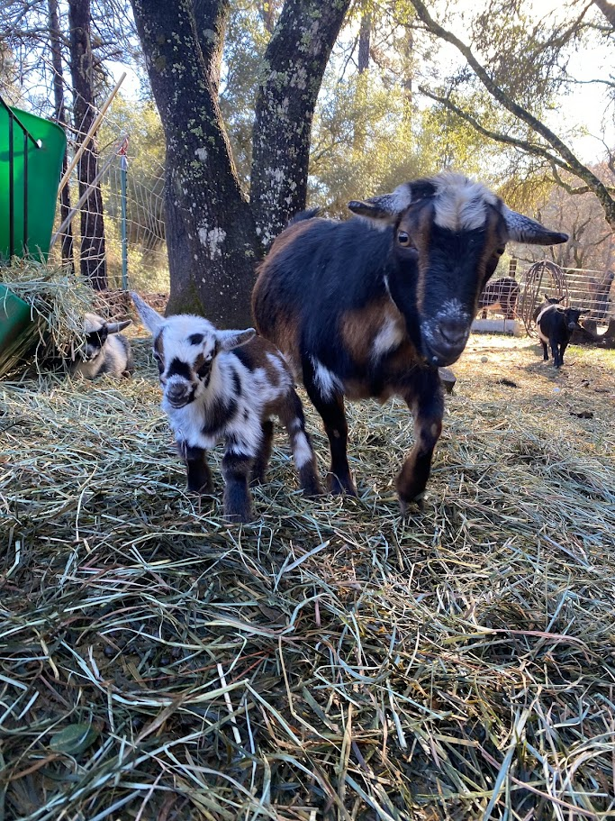 Meet the Milk Goats