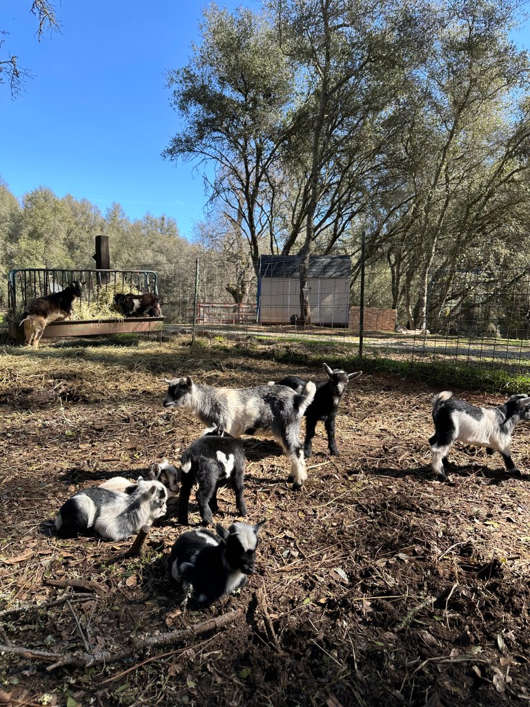 A Stressful Kidding Season Comes to an&nbsp;End.